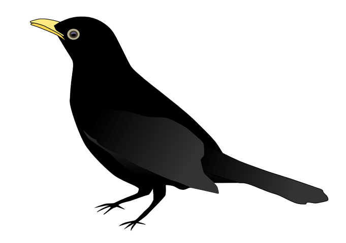 blackbird_blackbird-999px